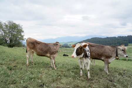Cows graze in a meadow and eat green grass against the backdrop of the Swiss mountains. Pets.