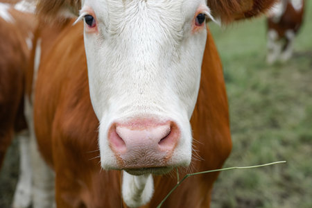 Close-up of a cow's face, livestock grazing in a pasture. Pets.