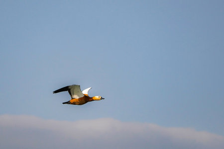 Beautiful wild duck in flight with outstretched wings in the sky. Birds and wildlife.の写真素材