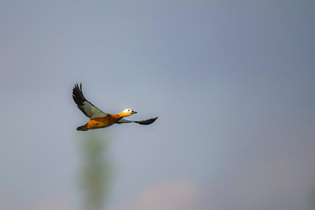 Beautiful wild duck in flight with outstretched wings in the sky. Birds and wildlife.の写真素材