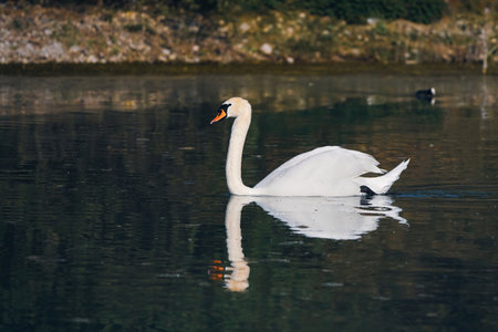 A beautiful white swan swims on the lake and looks around. Birds and wildlife.の写真素材
