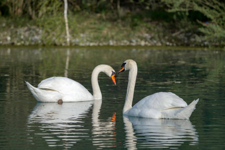 Two white swans swim on the lake. Birds and wildlife.の写真素材