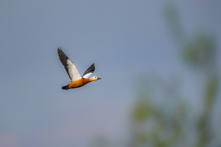 Beautiful wild duck in flight with outstretched wings in the sky. Birds and wildlife.の写真素材