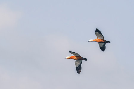 Two beautiful wild ducks are flying across the sky. Birds and wildlife.の写真素材