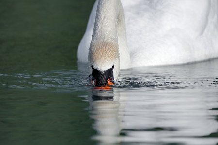 A white swan has lowered its head into the water and is looking for food in the lake. Birds and wildlife.の写真素材