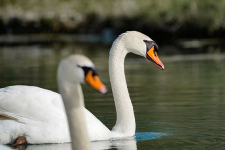 Two white swans swim on the lake. Birds and wildlife.の写真素材