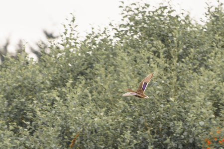 A wild duck flies over the forest.の写真素材