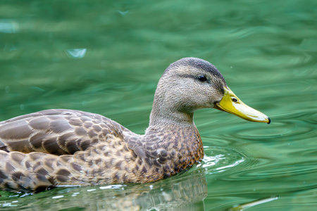 A wild duck swims on a pond. A close-up photo of the bird.の写真素材
