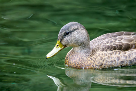 A wild duck swims on a pond. A close-up photo of the bird.の写真素材