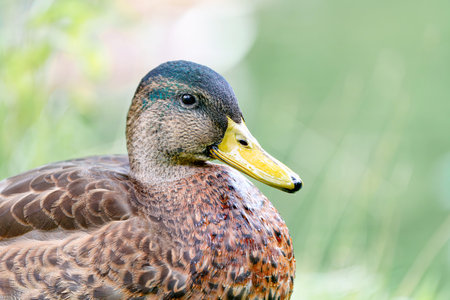 A wild duck swims on a pond. A close-up photo of the bird.の写真素材