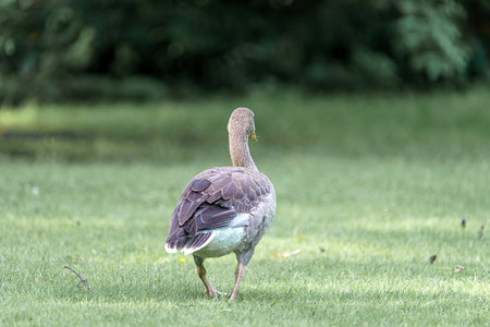 A wild goose walks on the green grass.の写真素材