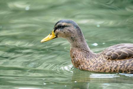 A wild duck swims on a pond. A close-up photo of the bird.の写真素材
