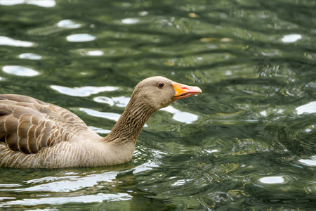 Wild goose swims on a pond. Photo of a bird close-up.の写真素材
