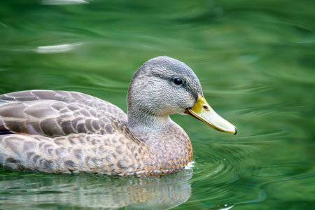 A wild duck swims on a pond. A close-up photo of the bird.の写真素材