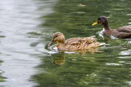 A wild duck swims on a pond. A close-up photo of the bird.の写真素材