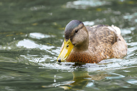 A wild duck swims on a pond. A close-up photo of the bird.の写真素材