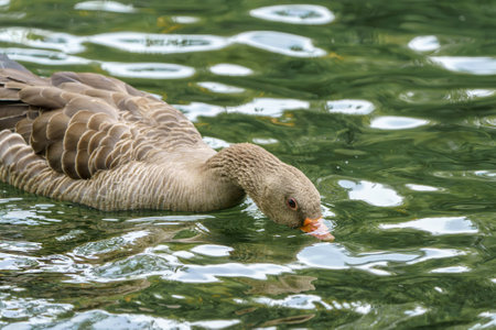 Wild goose swims on a pond. Photo of a bird close-up.の写真素材