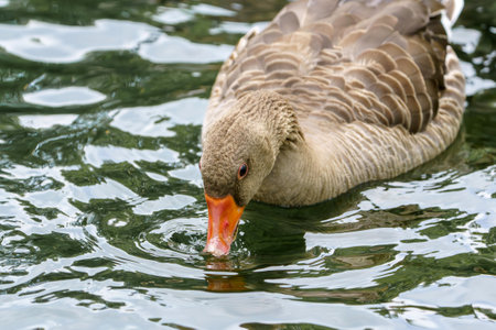 Wild goose swims on a pond. Photo of a bird close-up.の写真素材