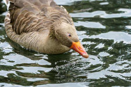 Wild goose swims on a pond. Photo of a bird close-up.の写真素材