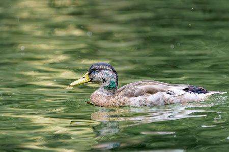 A wild duck swims on a pond. A close-up photo of the bird.の写真素材