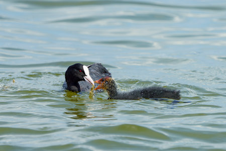 A duck feeds a small duckling with sea plants from its beak.の写真素材