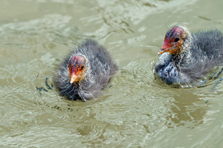 Little ducklings swim on the water in search of food.の写真素材