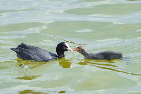 A duck with her small offspring swims on the water in search of food.の写真素材