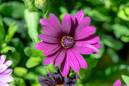 Beautiful flowers close-up for postcards and posters.の写真素材
