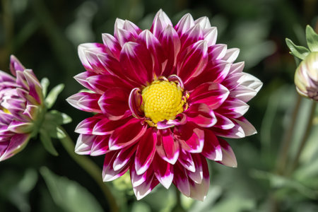 Beautiful flowers close-up for postcards and posters.の写真素材