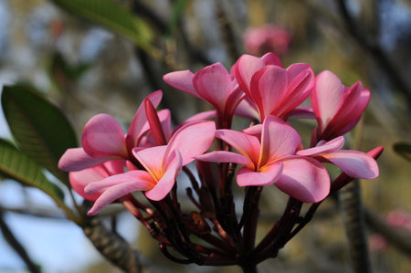 red fangipani with light bokeh backgroundの写真素材