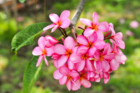 red fangipani with light bokeh backgroundの写真素材