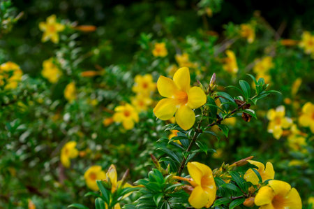 Allamanda cathartica, commonly called golden trumpet,common trumpetvine and yellow allamand  is a species of flowering plant of the genus Allamanda in the family Apocynの写真素材