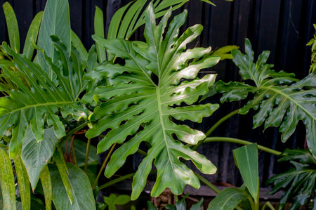 Thaumatophyllum bipinnatifidum (common names: split-leaf philodendron, lacy tree philodendron, selloum, horsehead philodendronの写真素材