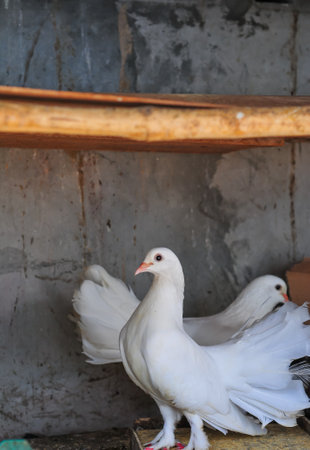 white dove in the cageの写真素材