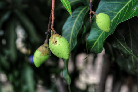 Mango fruit on tree in the garden. Selective focus.の写真素材