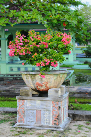 Bougainvillea flower in vase in the garden.の写真素材