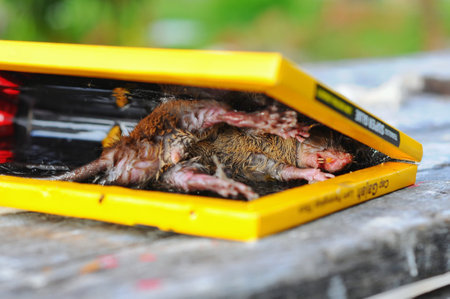 Dead rat in a plastic box. Selective focus on the mouse.の写真素材