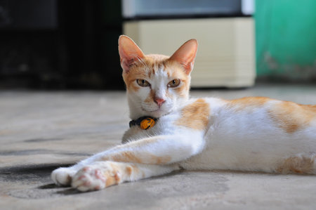 Orange cat lying on the floor in the house,Thailand.の写真素材