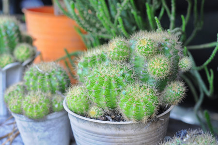 Cactus in the pot on the table. Selective focus.の写真素材