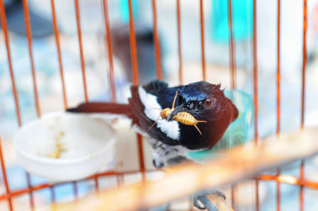 The Oriental magpie-robin (Copsychus saularis) is a small passerine bird that was formerly classed...