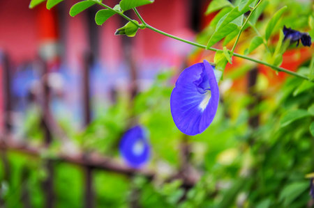 Butterfly pea flower in the garden with natural background.の写真素材