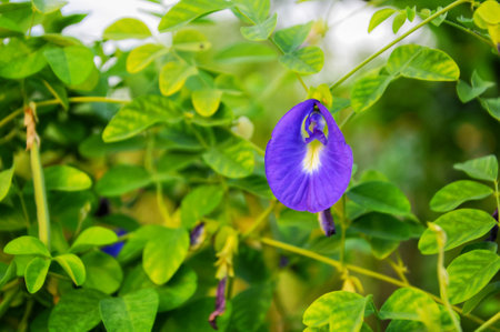 Clitoria ternatea, Butterfly pea flower in gardenの写真素材