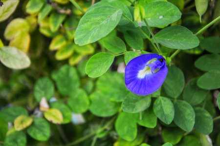 Clitoria ternatea or Butterfly pea flower in gardenの写真素材