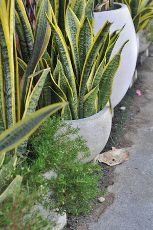 Sansevieria trifasciata plant in the gardenの写真素材