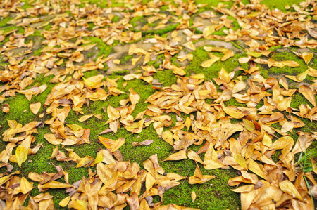 Fallen leaves on the ground in the park. Autumn season.の写真素材