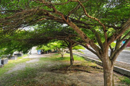 Tropical tree in the public park at bangkok thailandの写真素材