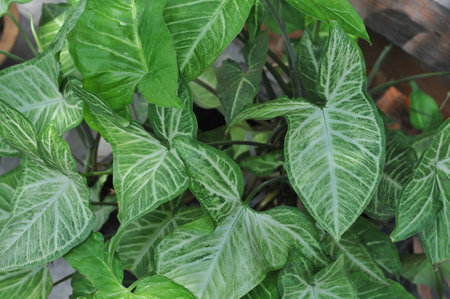 Caladium is a genus of flowering plants in the family Araceae.の写真素材