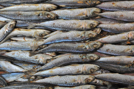 Fresh sardines in the fish market, closeup of photoの写真素材