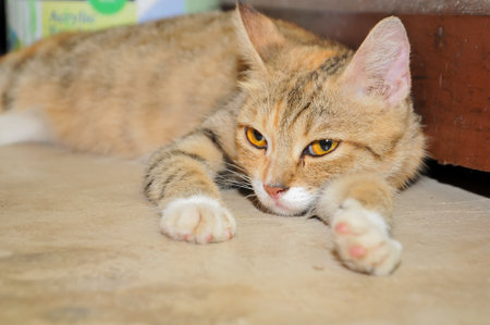 Cute cat lying on the floor in the house. Selective focus.の写真素材