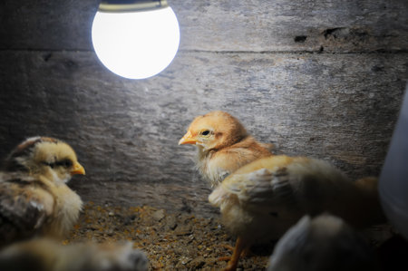 chickens in a cage on a farm with a light bulbの写真素材